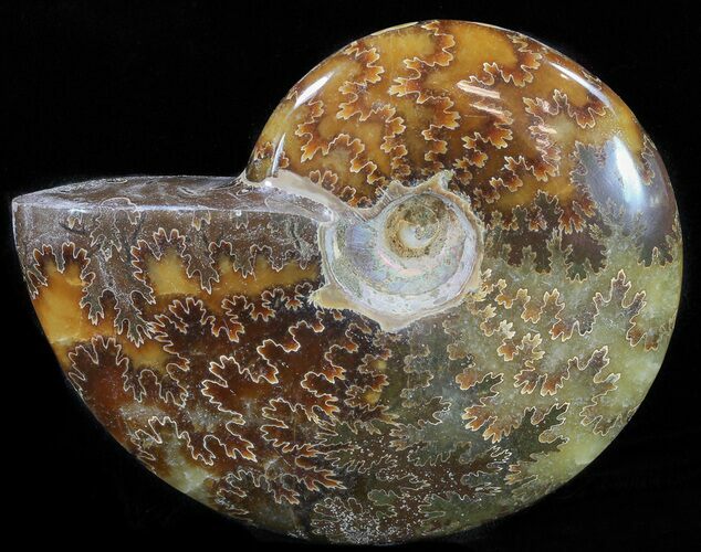 Polished, Agatized Ammonite (Cleoniceras) - Madagascar #59887